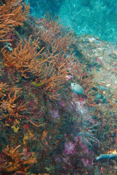 Martinique -plongee-anse-arlet-34