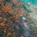 Martinique -plongee-anse-arlet-34