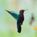 Martinique_-Colibris-2013-08-01--17_26_30.jpg