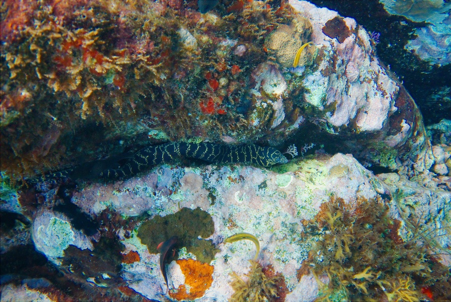 Martinique -plongee-anse-arlet-31