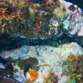 Martinique -plongee-anse-arlet-31