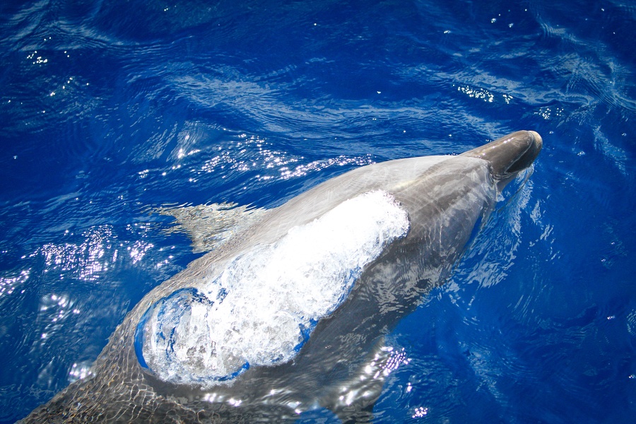 Martinique-bateau-dauphins-09