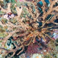 Martinique -plongee-anse-arlet-24
