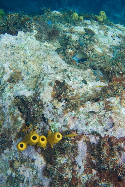 Martinique -plongee-anse-arlet-14