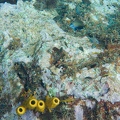 Martinique -plongee-anse-arlet-14