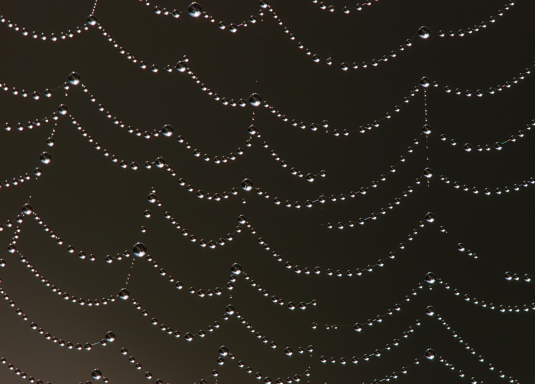 spider-Web-3.jpg