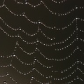 spider-Web-3