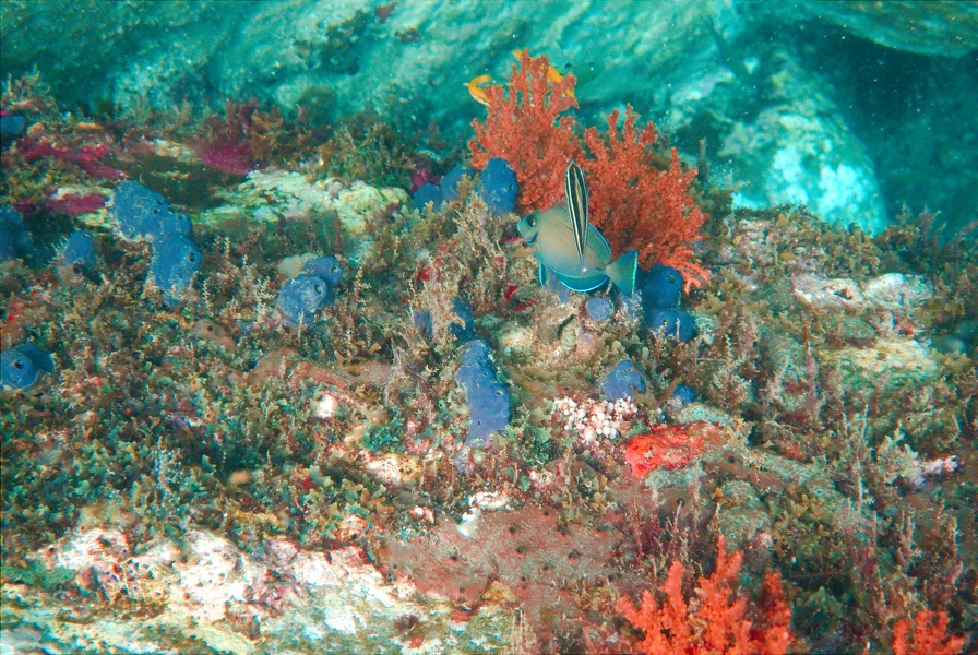 Martinique -plongee-anse-arlet-57