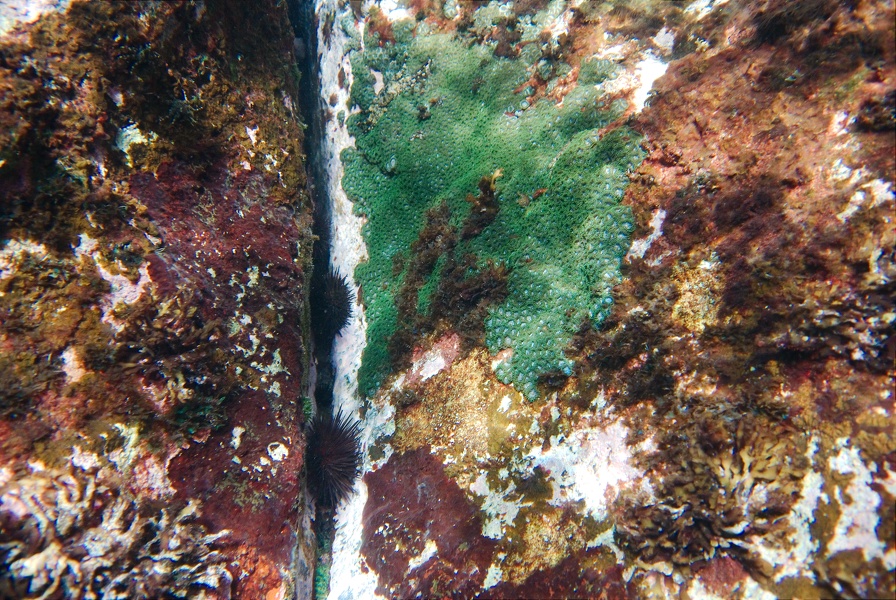 Martinique -plongee-anse-arlet-47