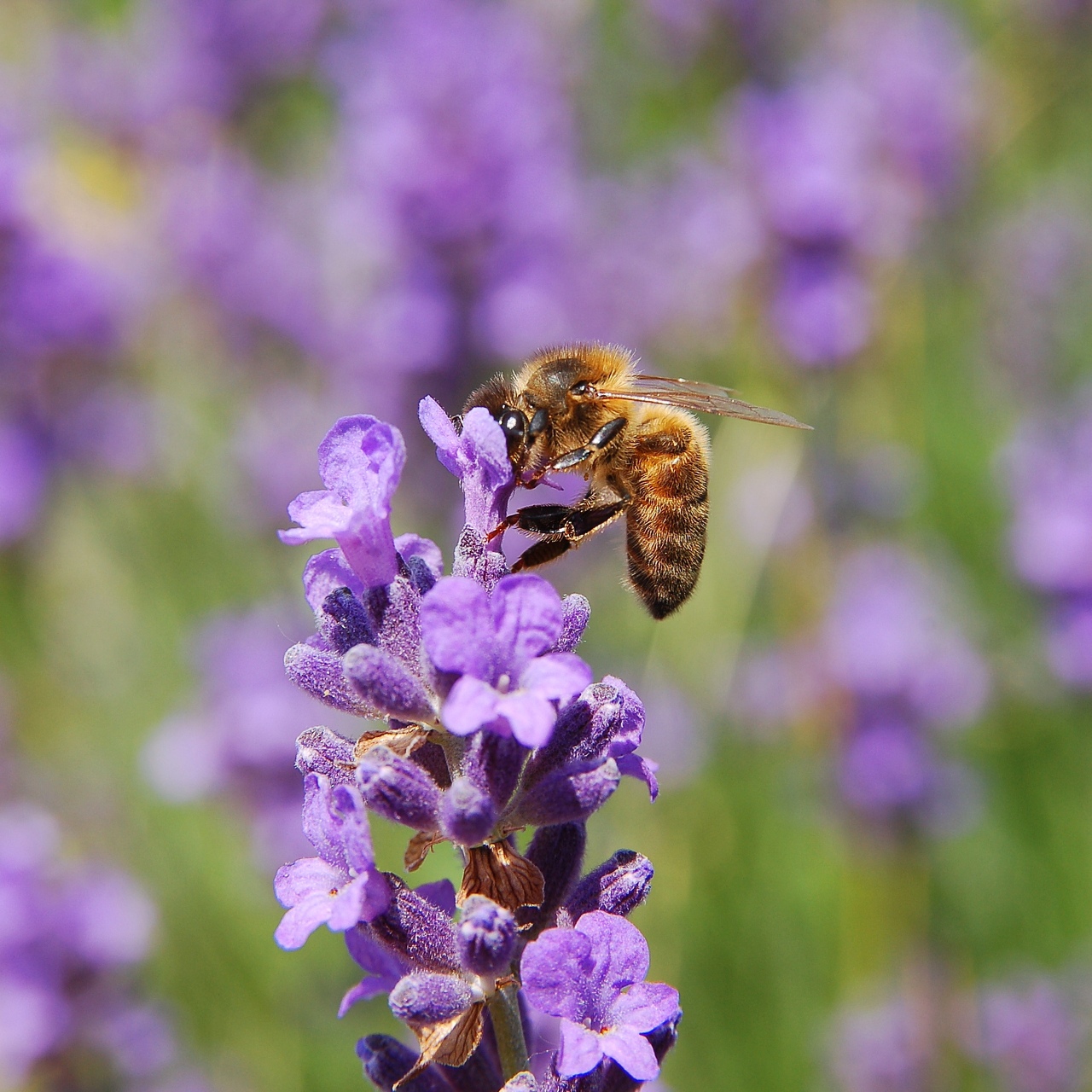 2006-07-01--13_10_23_nature_Luc_Viatour.JPG