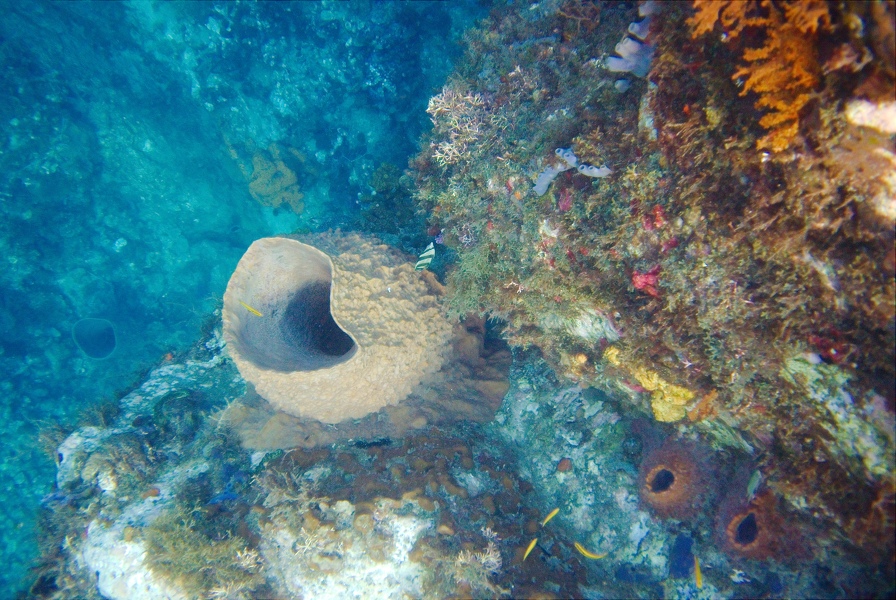 Martinique -plongee-anse-arlet-32