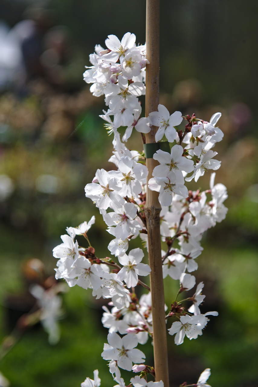 082-foire-Jardin-Enghien-2018.jpg