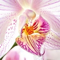Fous-staking-orchidee-z7.jpg
