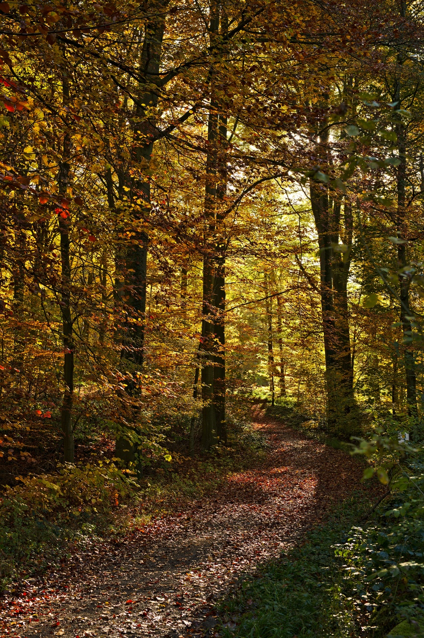 29-Automne-2018 - 29-Automne-2018.jpg 29-Automne-2018.jpg
