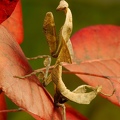 Deroplatys truncata 2