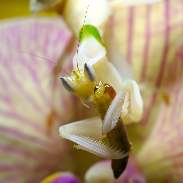 Hymenopus coronatus 6