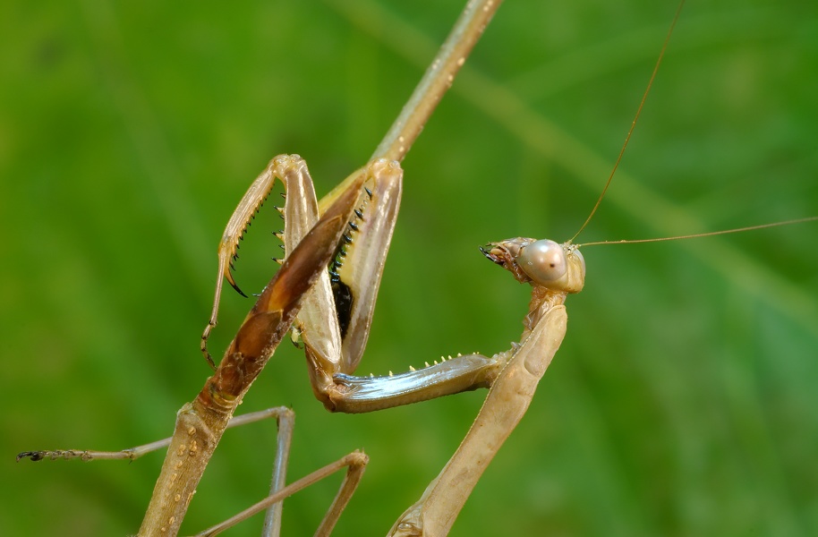 Polyspilota marginata 2