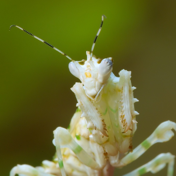 Pseudocreobotra ocellata 2