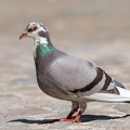pigeon 420mm F5 6