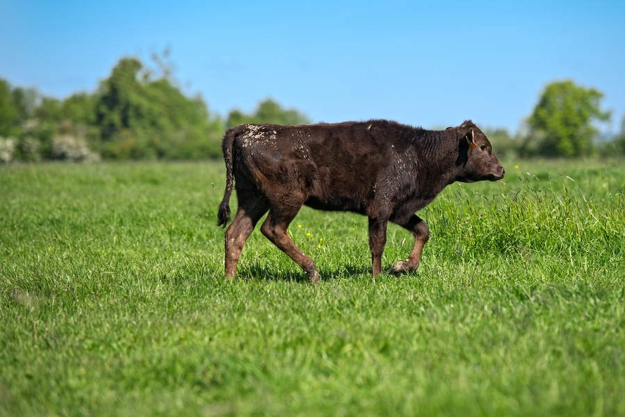 16--Wagyufrance-05-2019