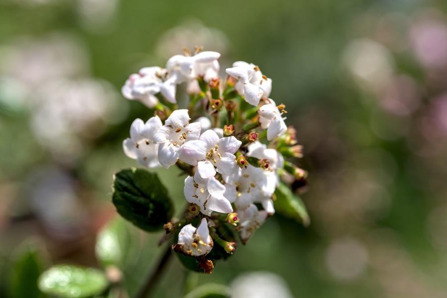 319--foire du jardin enghien 2022