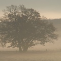 brouillard_5.jpg