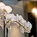 03-Orchidée-Blanche-36ans-20-09-22
