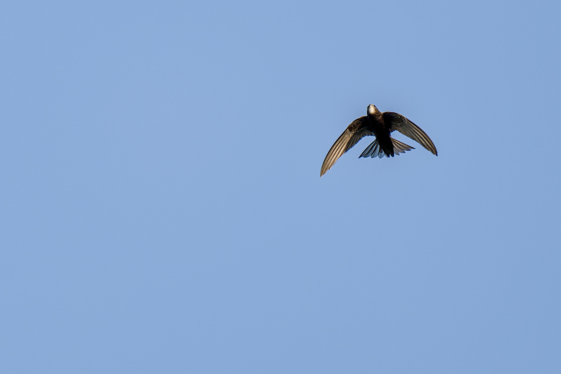 05-Vol-oiseaux-23-06-23 - 05-Vol-oiseaux-23-06-23.jpg 05-Vol-oiseaux-23-06-23.jpg