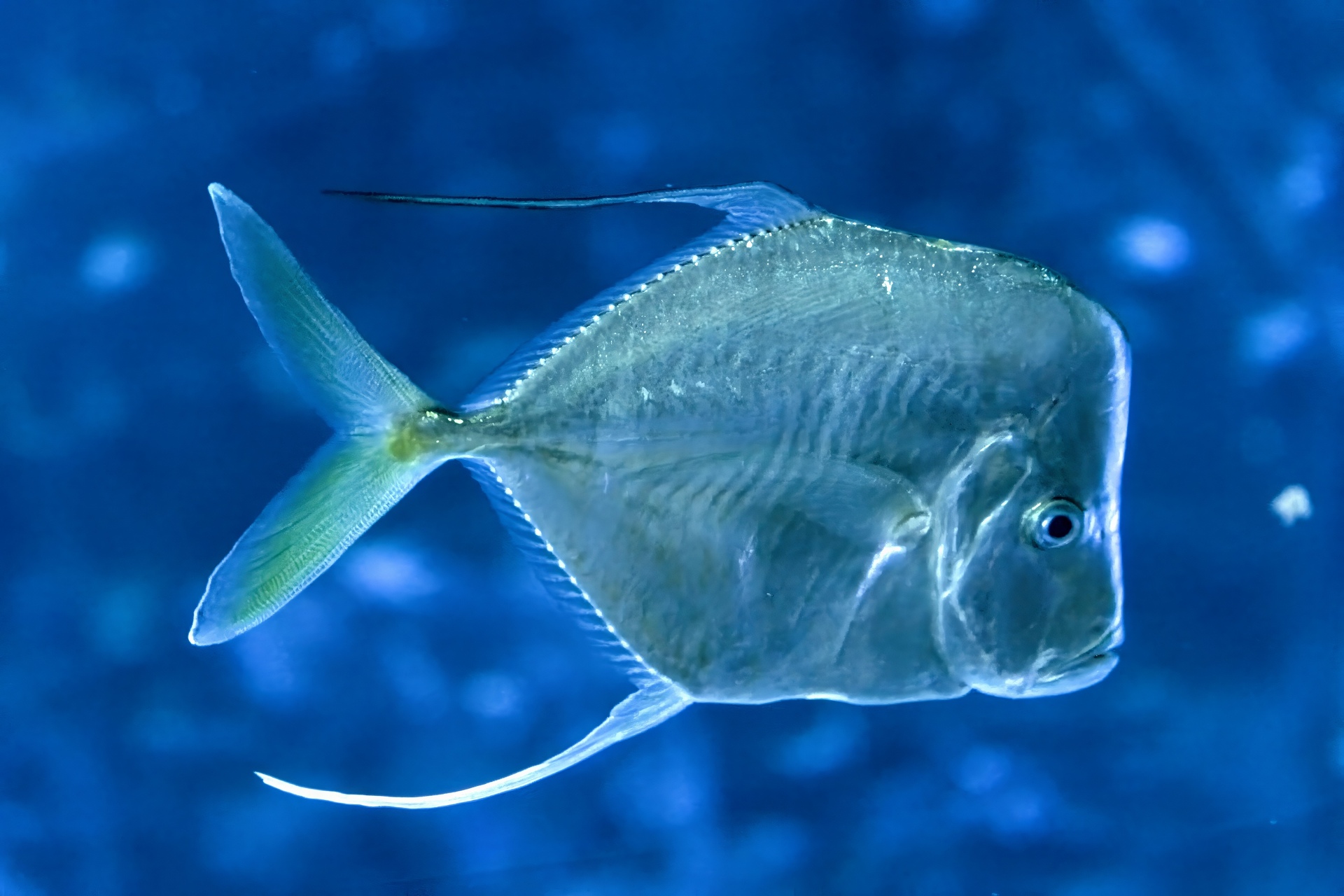 11-Poisson Selene vomer Nausicaa-07-2024-Luc-Viatour - 11-Poisson Selene vomer Nausicaa-07-2024-Luc-Viatour.jpg 11-Poisson Selene vomer Nausicaa-07-2024-Luc-Viatour.jpg