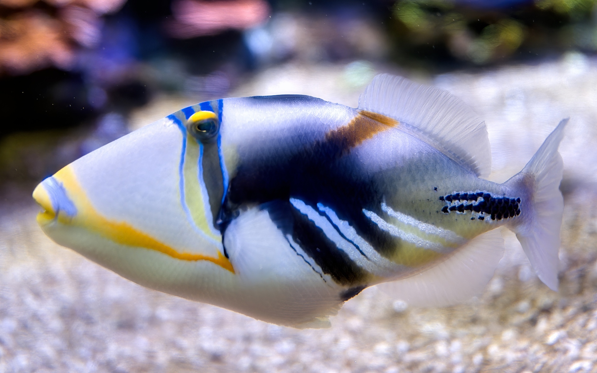 18-Poisson Picassso-Rhinecanthus aculeatus-Nausicaa-07-2024-Luc-Viatour.jpg