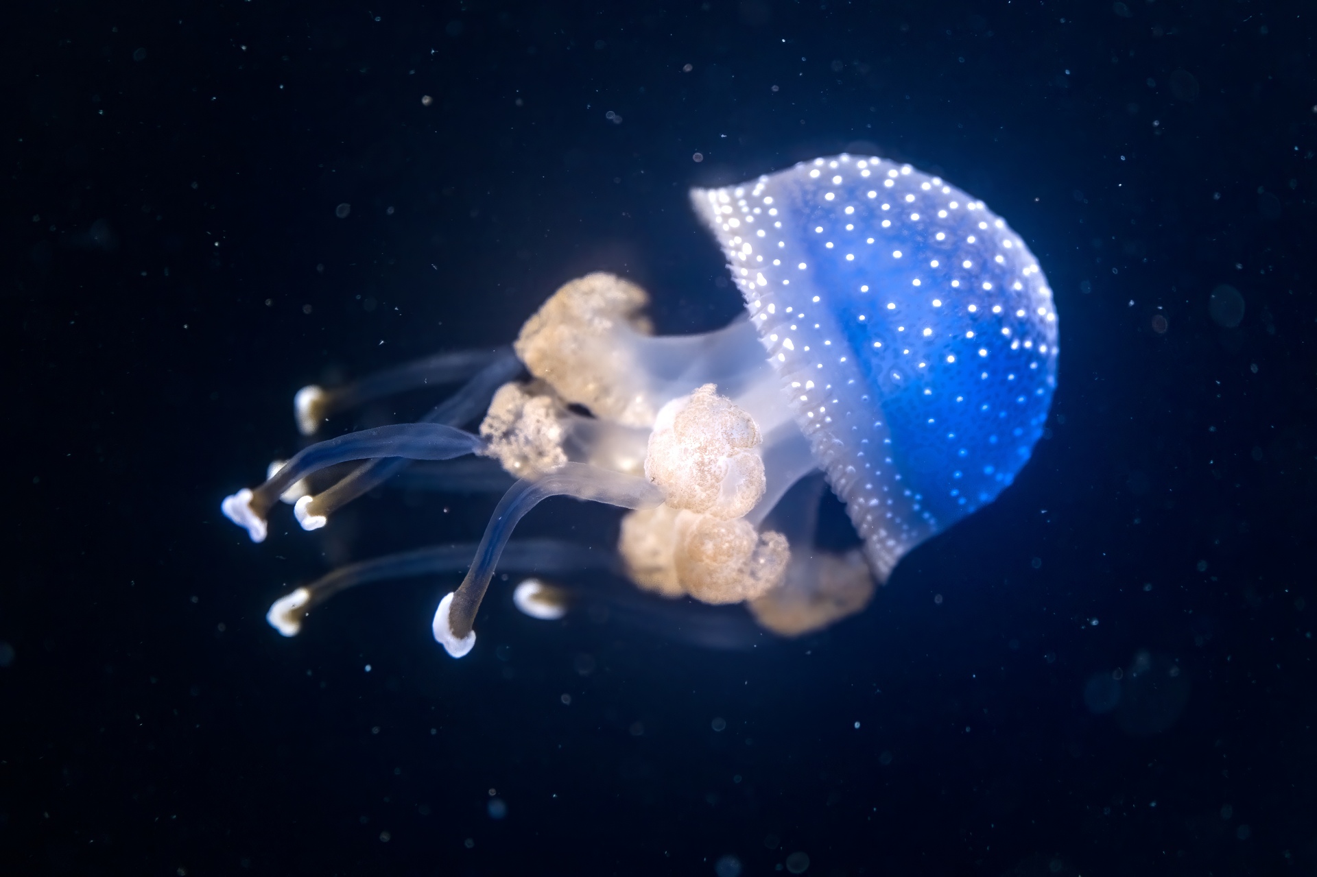 30-Meduses-Phyllorhiza punctata-Nausicaa-07-2024-Luc-Viatour - 30-Meduses-Phyllorhiza punctata-Nausicaa-07-2024-Luc-Viatour.jpg 30-Meduses-Phyllorhiza punctata-Nausicaa-07-2024-Luc-Viatour.jpg