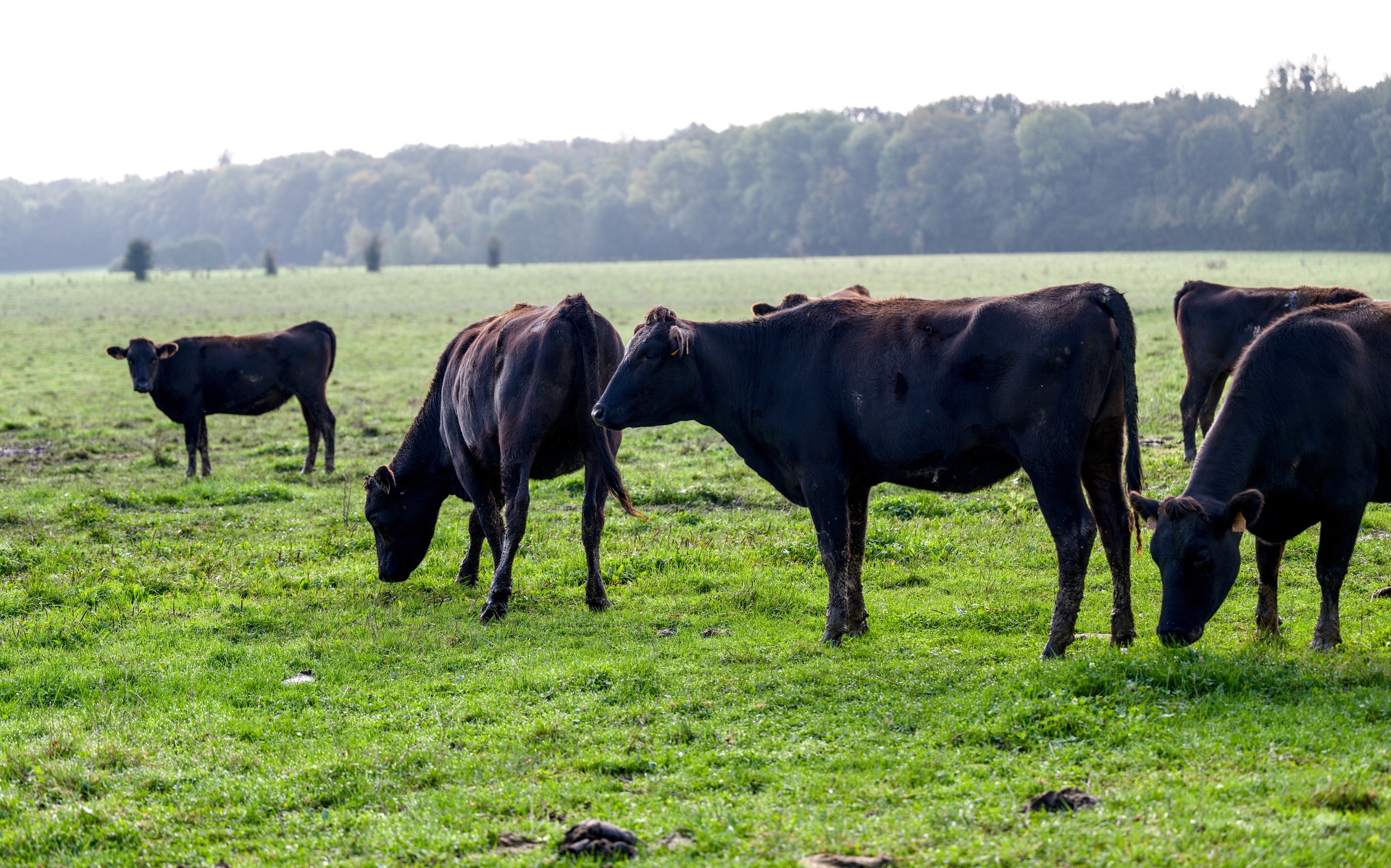 16-Domaine Sebastien Moreau-10-2024.jpg