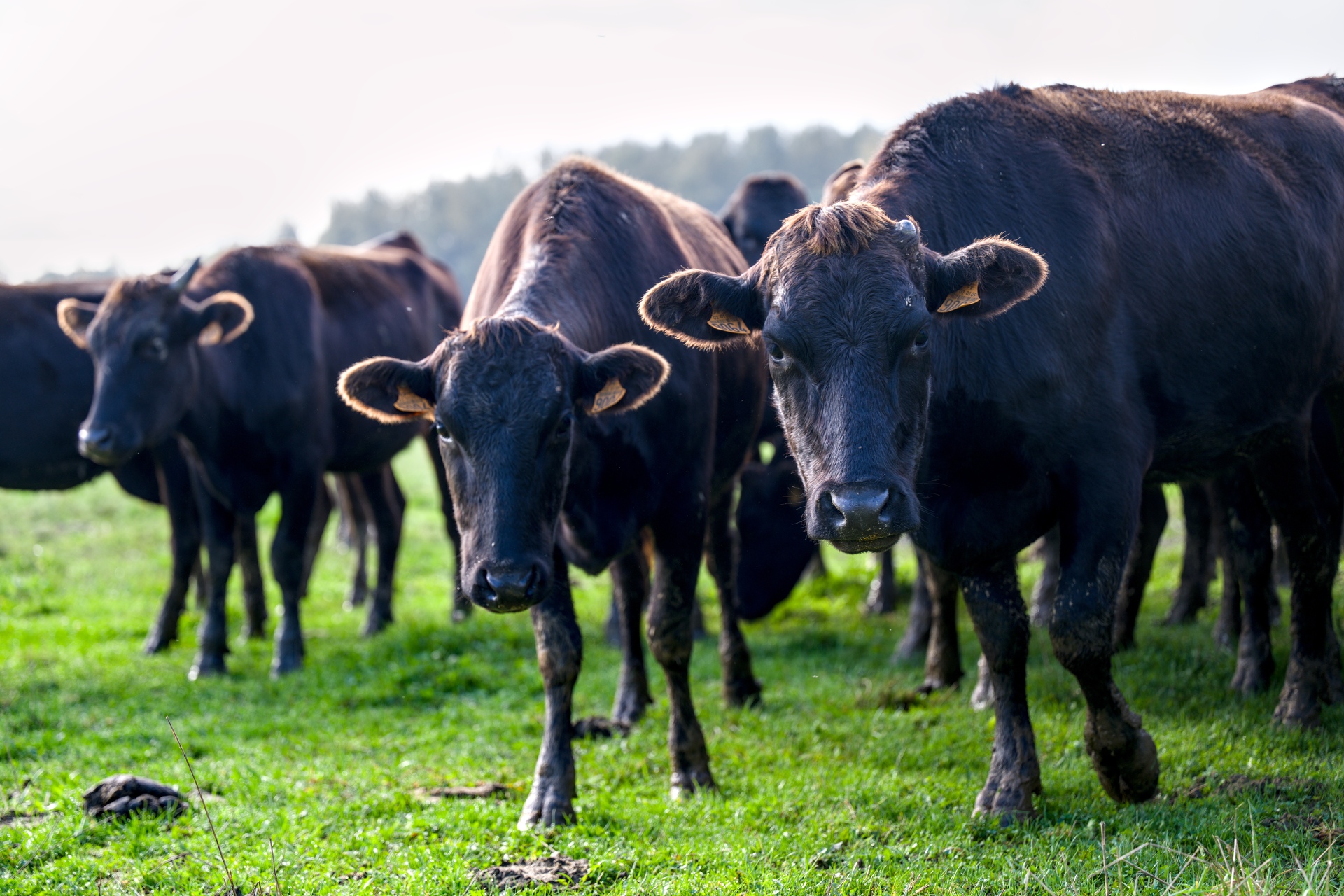 21-Domaine Sebastien Moreau-10-2024.jpg