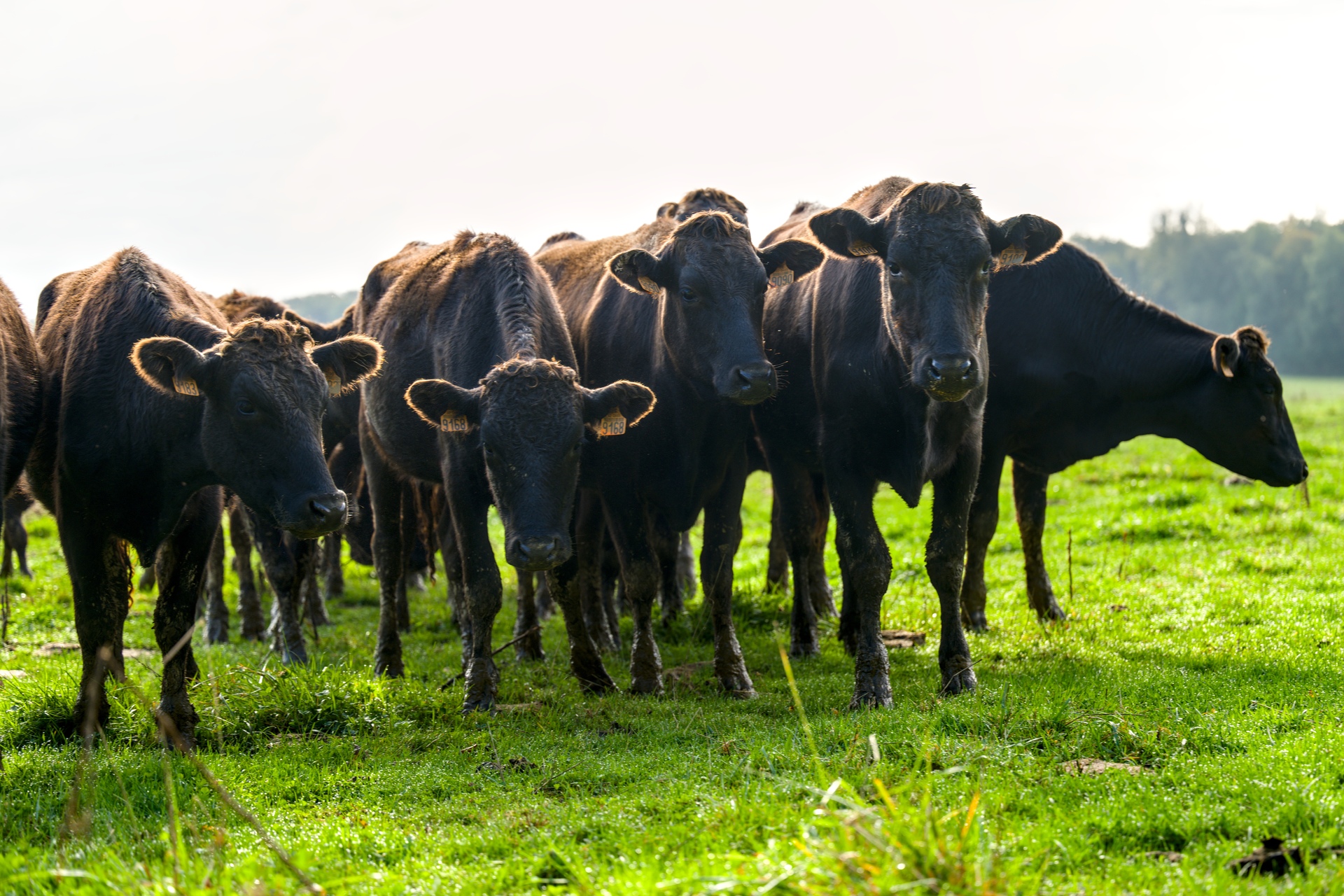 33-Domaine Sebastien Moreau-10-2024.jpg