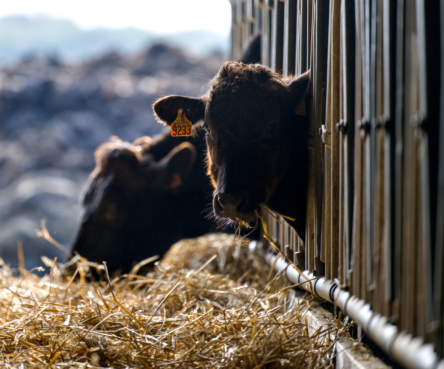 70-Domaine Sebastien Moreau-10-2024.jpg