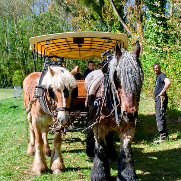 24-foire-du-jardin-Enghien -2025