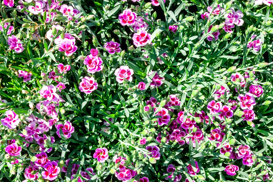 312-foire-du-jardin-Enghien -2025
