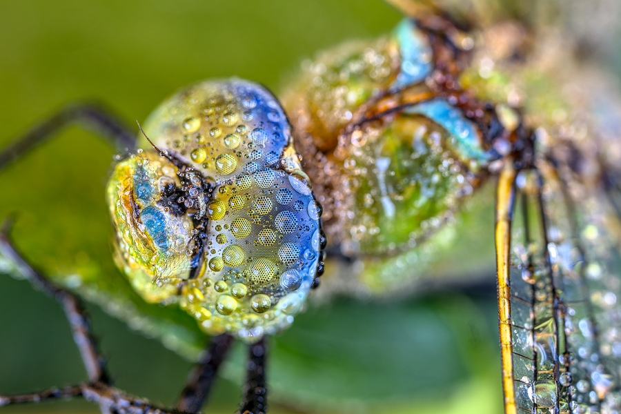 Libelule-Anax imperator-femelle-Hamois-Luc-Viatour
