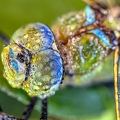 Libelule-Anax imperator-femelle-Hamois-Luc-Viatour