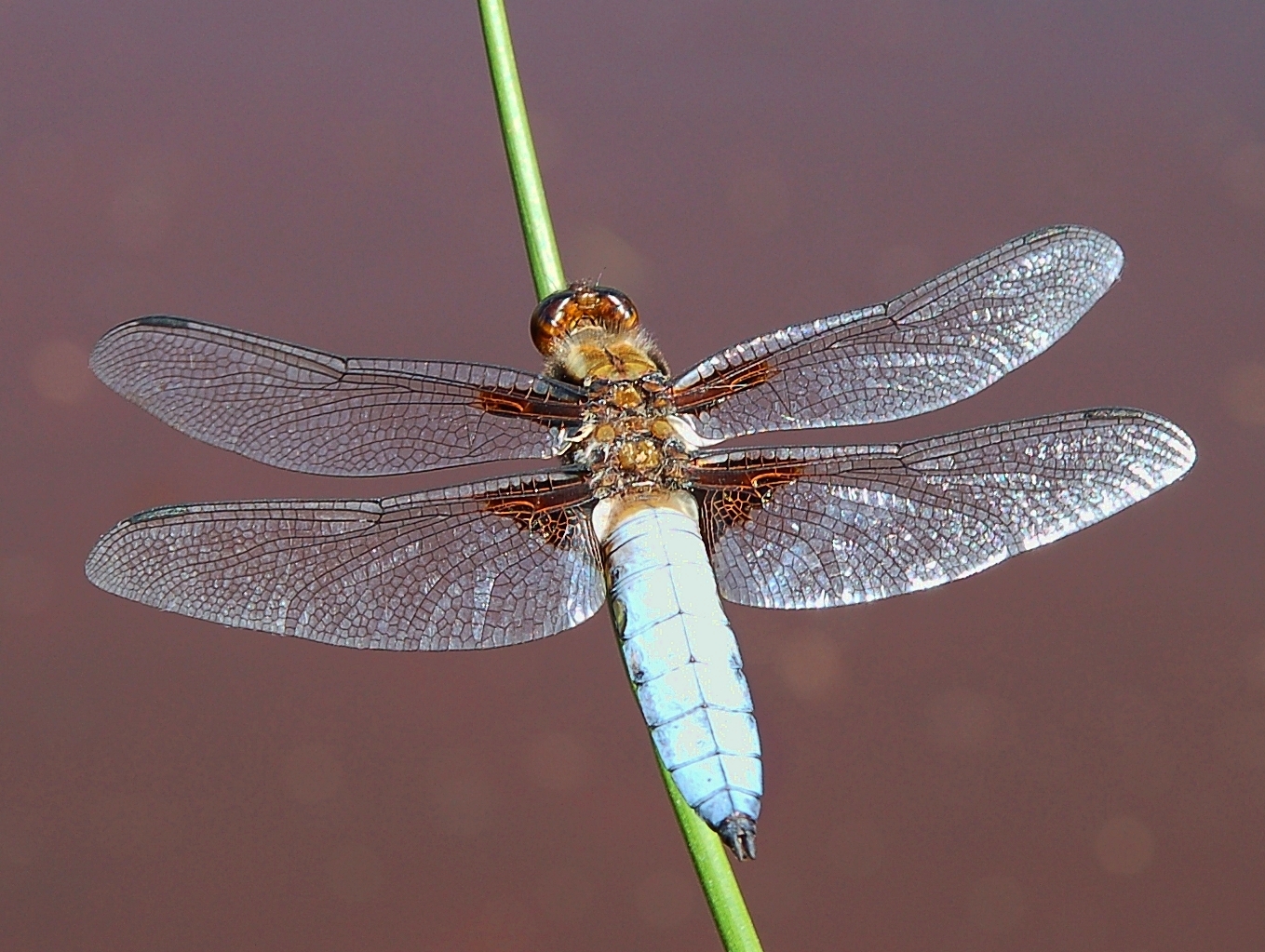 2006-06-11--11_06_15_nature_Luc_Viatour.JPG
