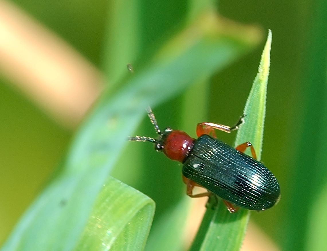 insectes_2_Luc_Viatour.jpg