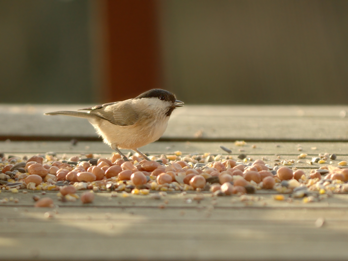 2006-12-29--11_49_21_nature_Luc_Viatour.jpg