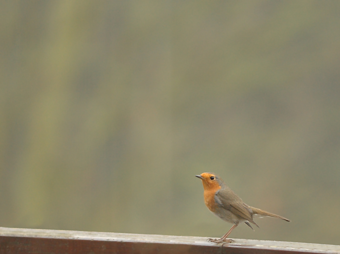 2006-12-25--14_15_16_nature_Luc_Viatour.jpg