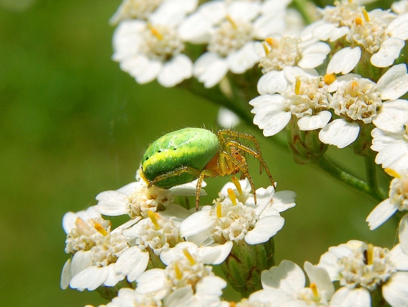 2006-07-01--13_42_57_nature_Luc_Viatour.JPG
