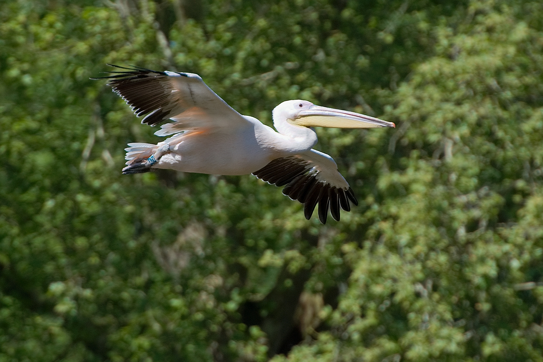 pairi_daiza_2010_B_35.jpg