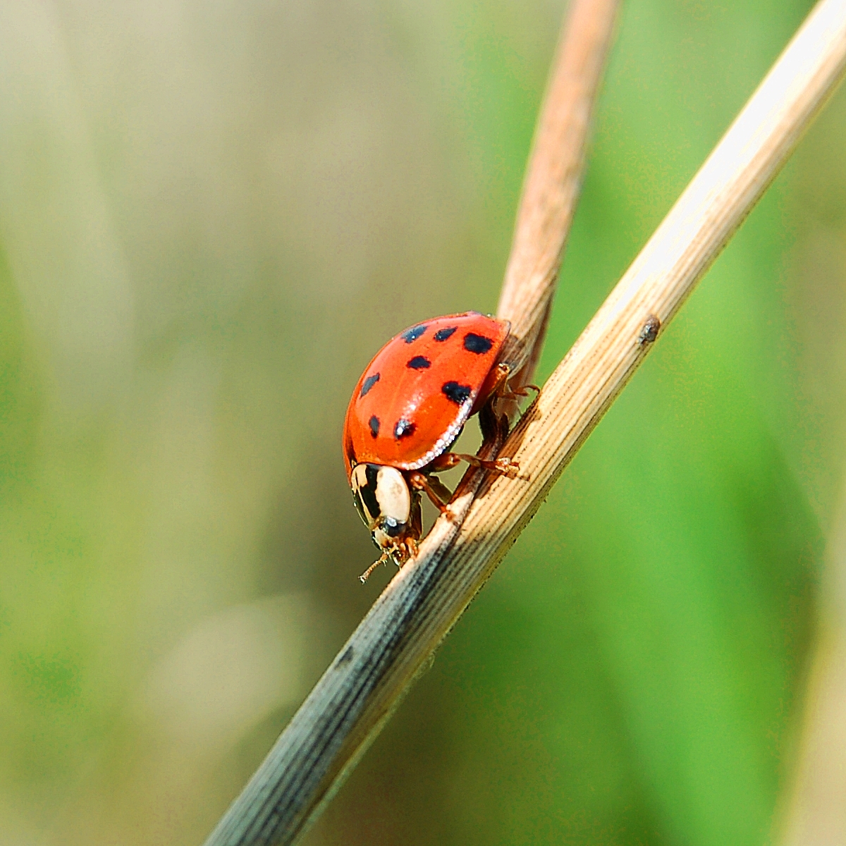 2006-08-27--14_32_47_nature_Luc_Viatour.JPG
