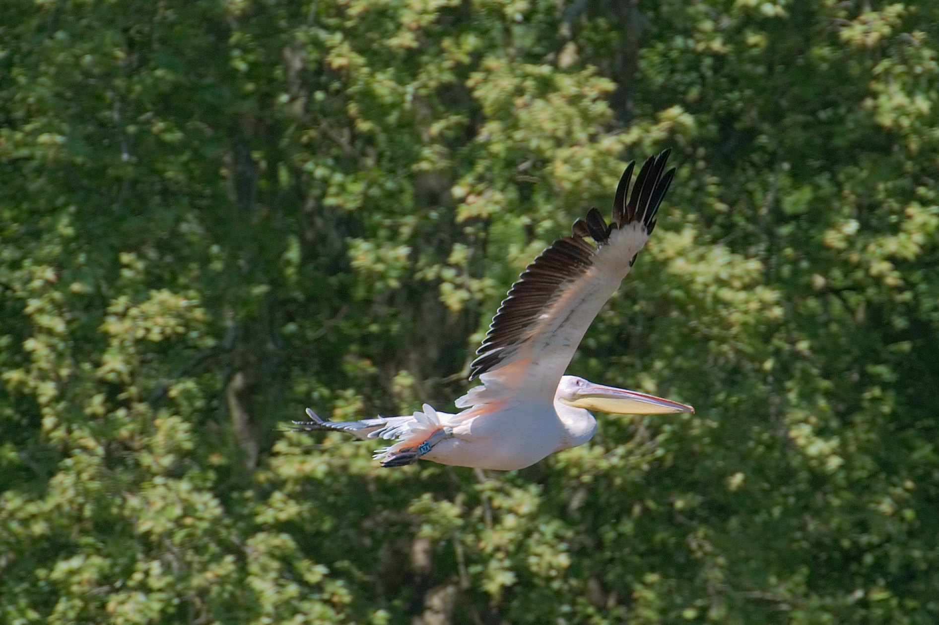 pairi_daiza_2010_B_31.jpg