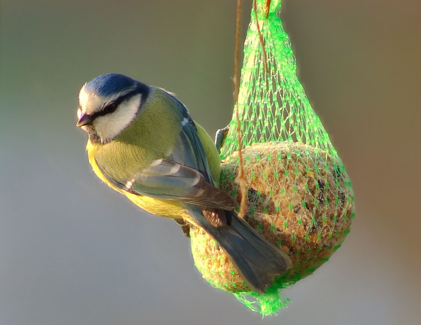 2006-12-10--11_27_30_nature_Luc_Viatour.jpg
