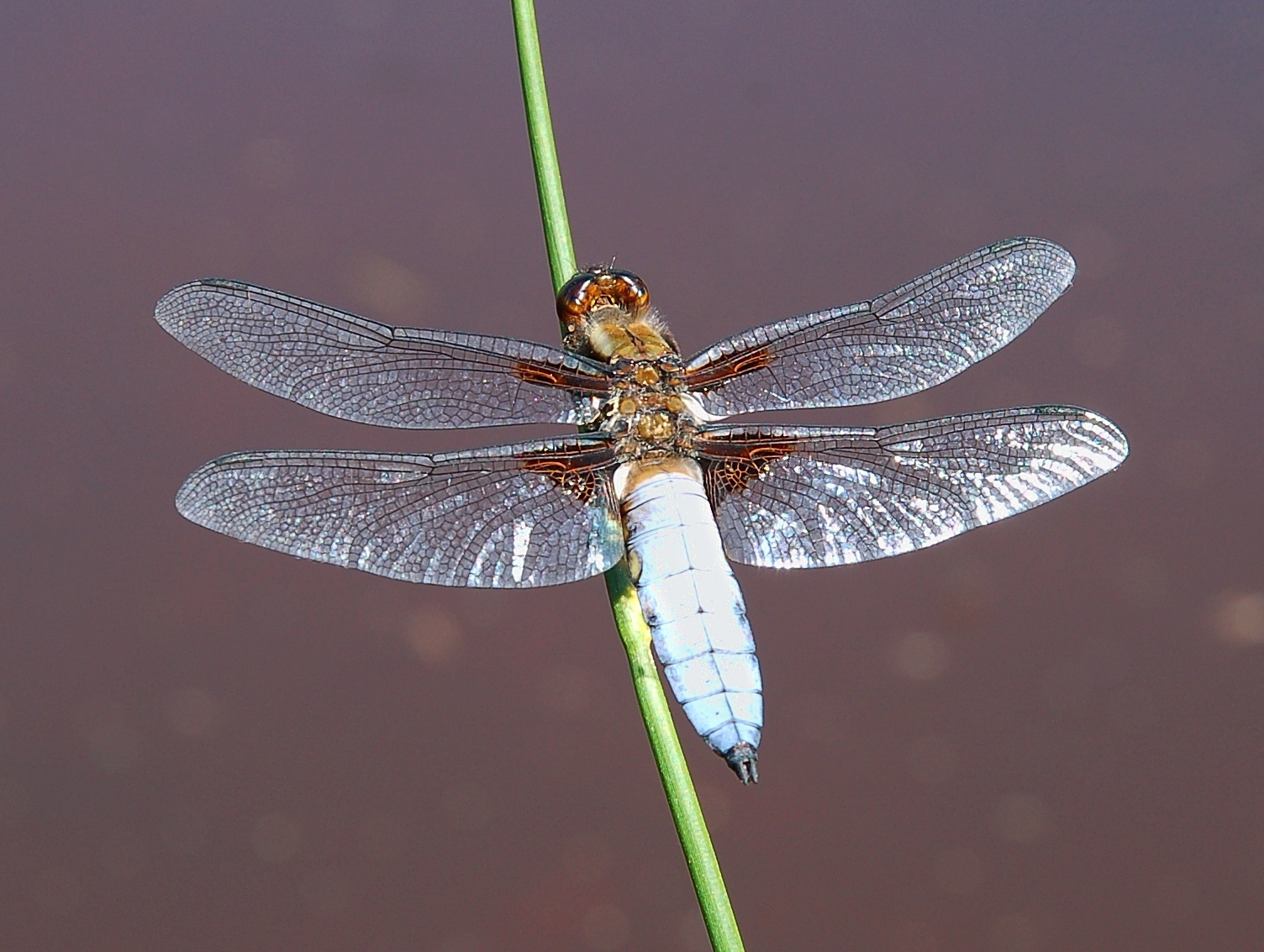 2006-06-11--11_06_10_nature_Luc_Viatour.JPG