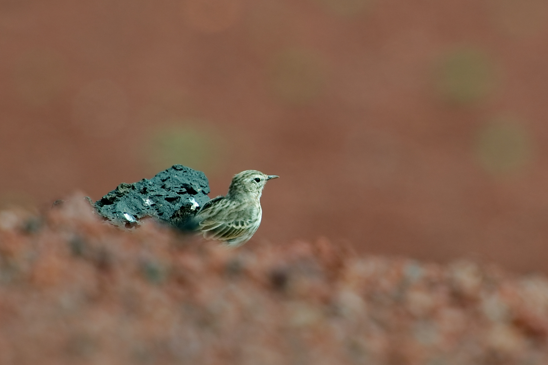 Lanzarote-28juillet_4.jpg